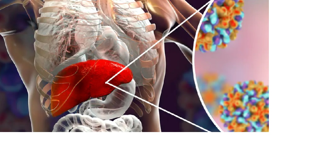 Hepatitis B Cuerpo humano