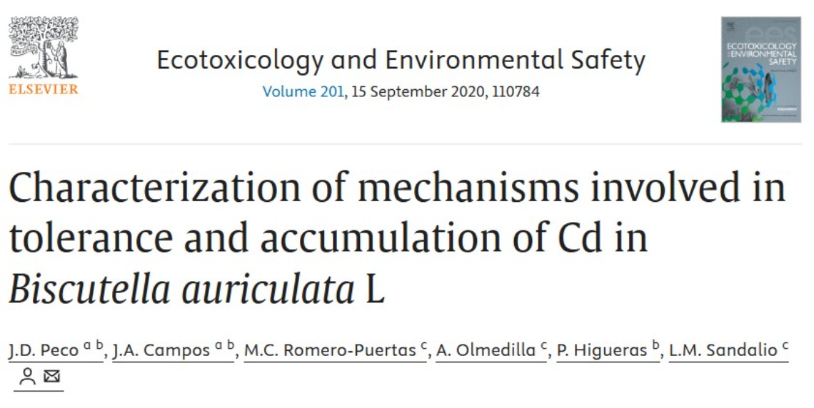 Biscutella auriculata: una nueva especie tolerante al cadmio en suelos mineros contaminados