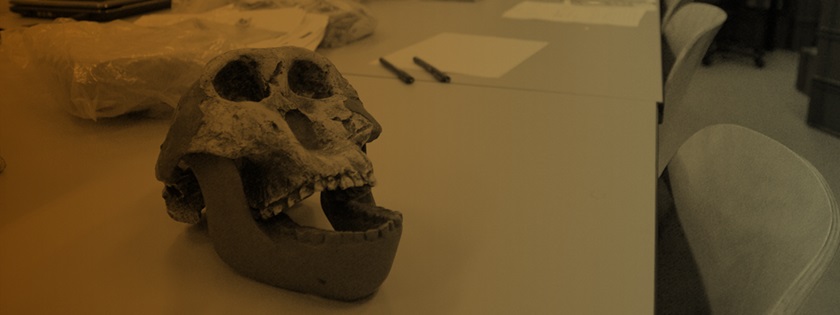 Cráneo de hombre primitivo